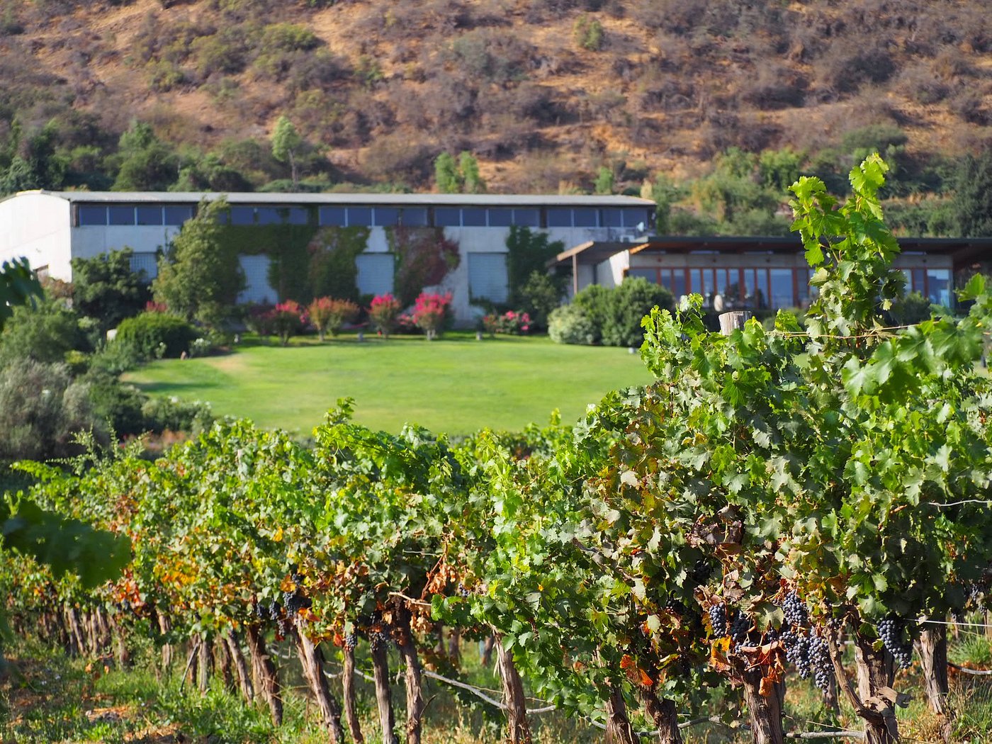 Odfjell Vineyards