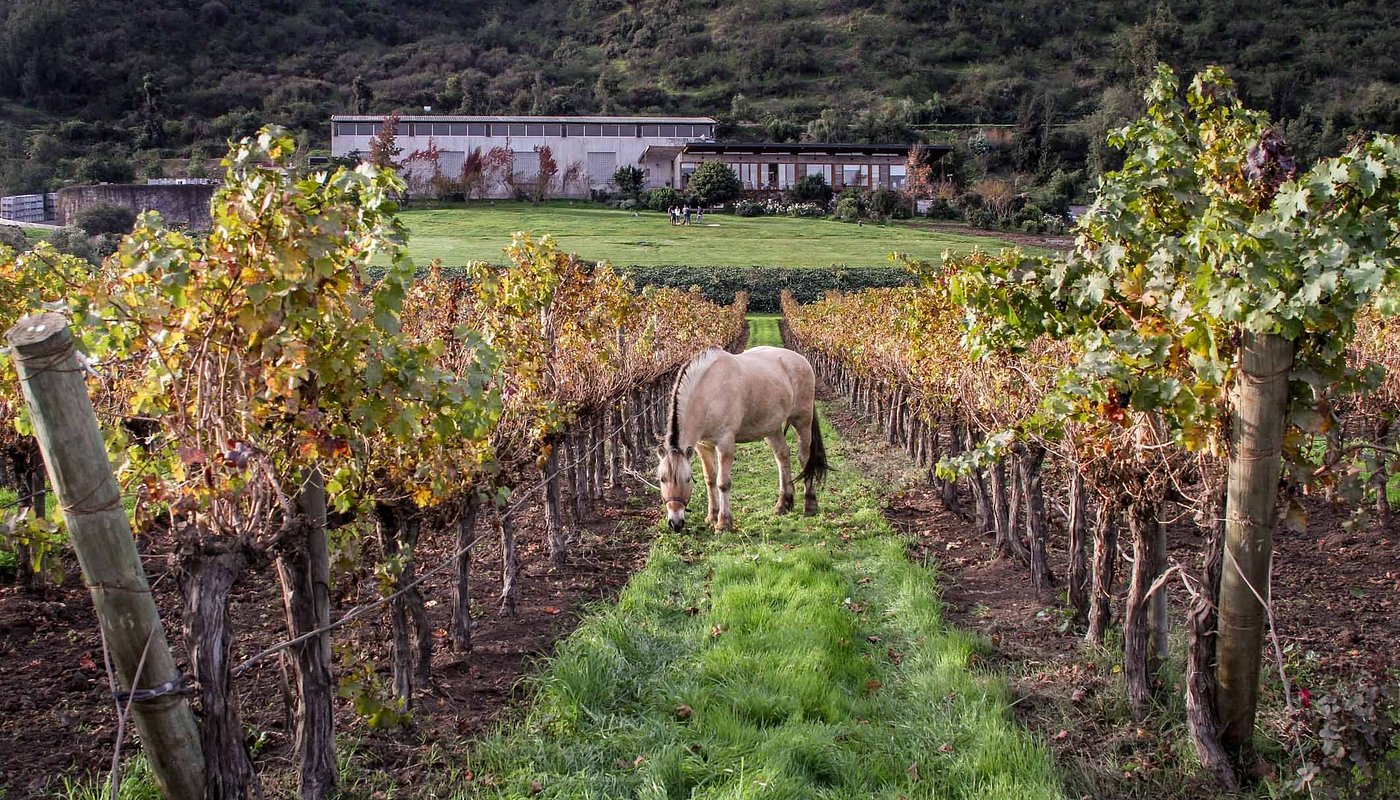Odfjell Vineyards